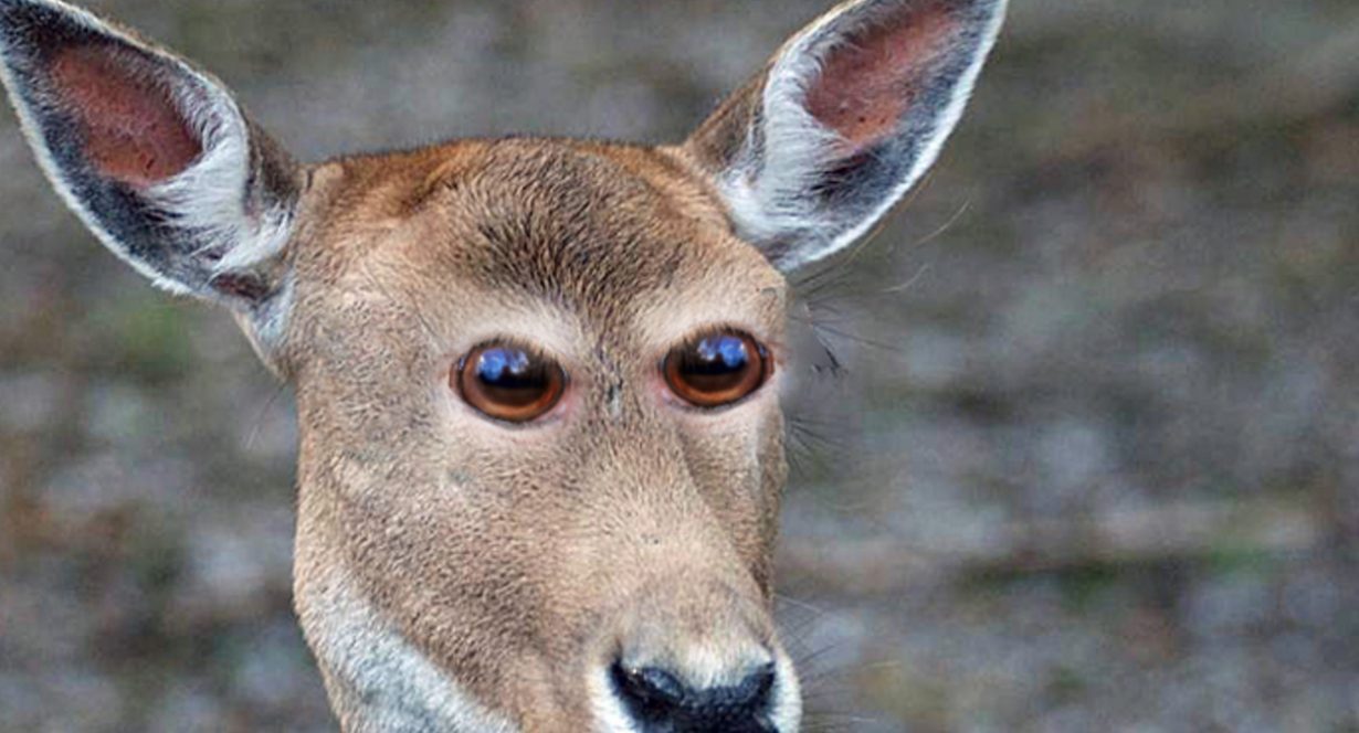 What 8 Common Animals Would Look Like If Their Eyes Were In Front Like